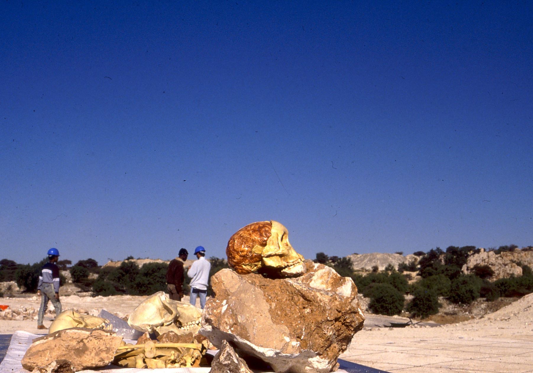 Taung Skull